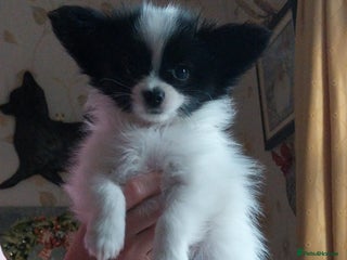 Papillon dogs 2 beautifulexamples of this beautiful breed - Advert 2