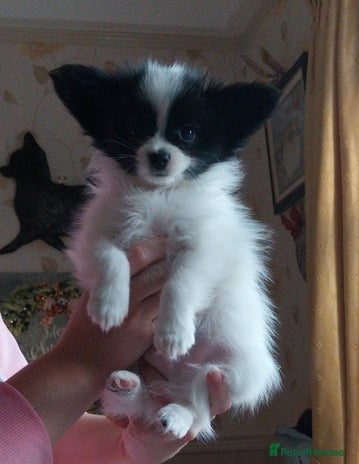 Papillon dogs 2 beautifulexamples of this beautiful breed - Advert 1