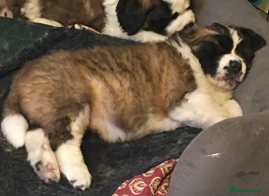 Saint Bernard dogs for sale: Health-tested line established 1990s. - Advert 3