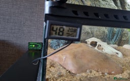 Gecko reptiles for sale: Leopard Gecko for sale - Advert 5