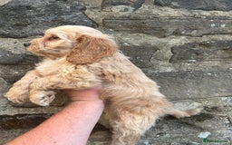 Cockapoo dogs for sale: BEAUTIFULL F1 COCKAPOOS - Image 17