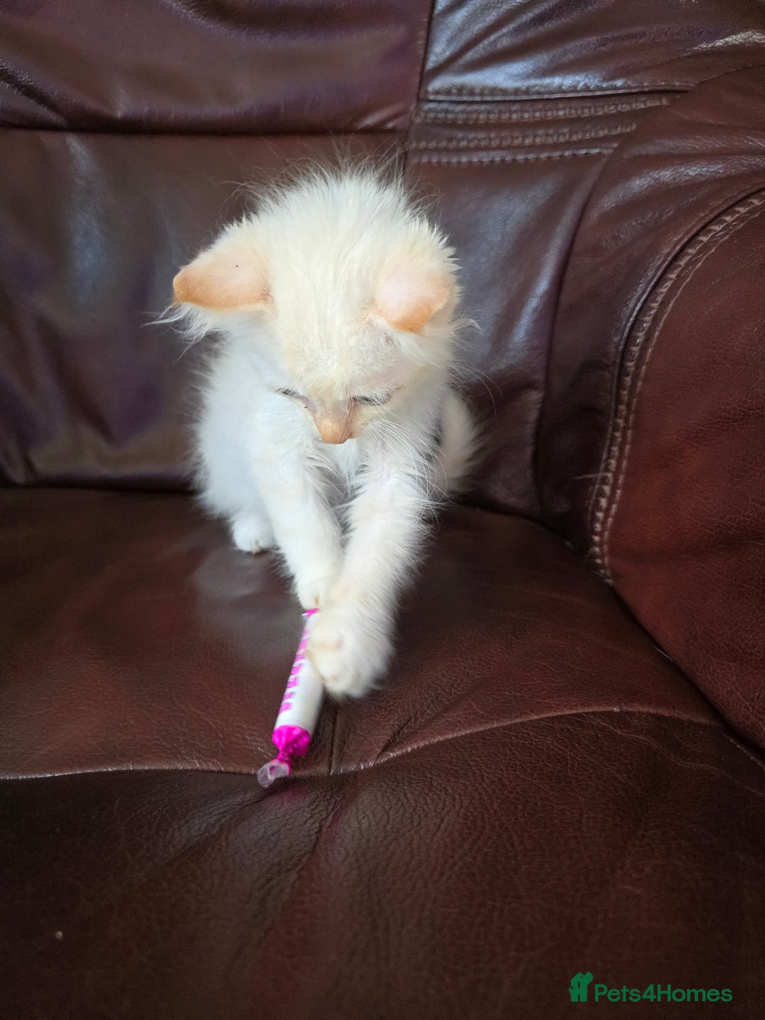 Mixed Breed cats for sale: Two ginger boys and one Flame point - Image 6