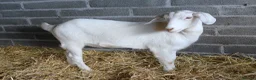 Goats livestock for sale: 6‑Month‑old Wether Goats for Sale - Advert 8