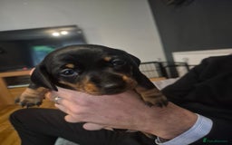 Dachshund dogs for sale: 3 female miniature dashounds  - Image 10