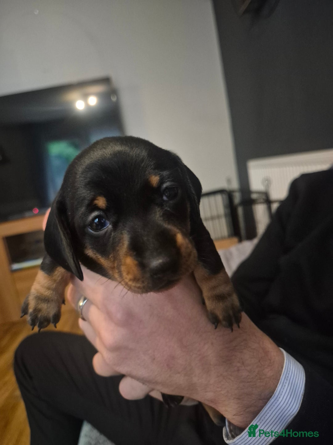 Dachshund dogs for sale: 3 female miniature dashounds  - Image 10