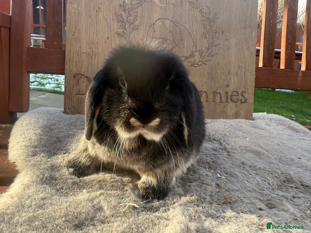 Mini Lop rabbits for sale: Lovely mini lop girl - available now - Advert 3