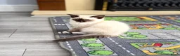 Ragamese cats for sale:  Ragamese Kittens (Ragdoll x Siamese Mix)  - Advert 2
