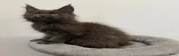 Maine Coon cats for sale: Pedigree GCCF Russian Kazakhstan import line - Advert 8