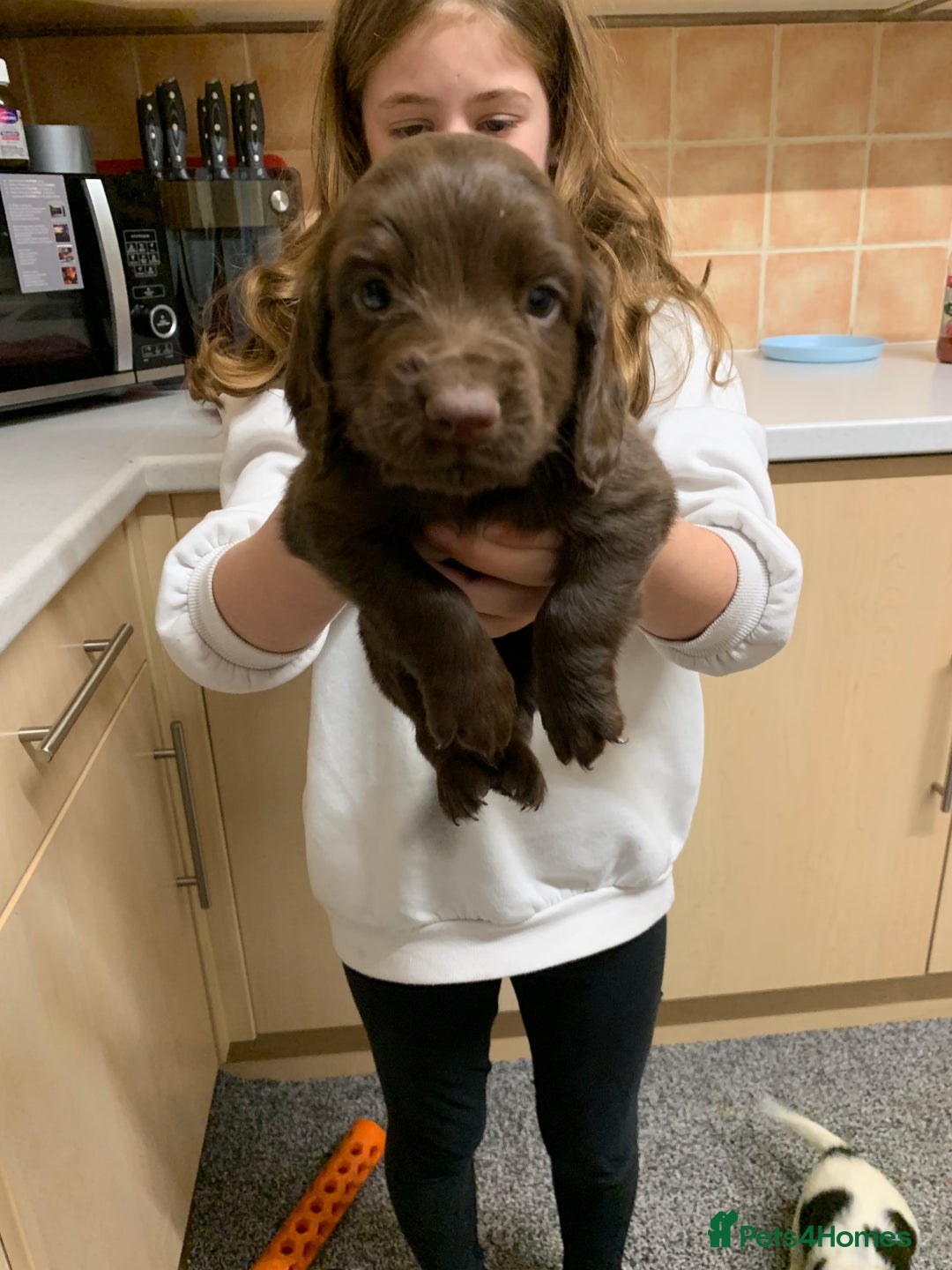 Cocker Spaniel dogs for sale: Working cocker spaniels  - Advert 7
