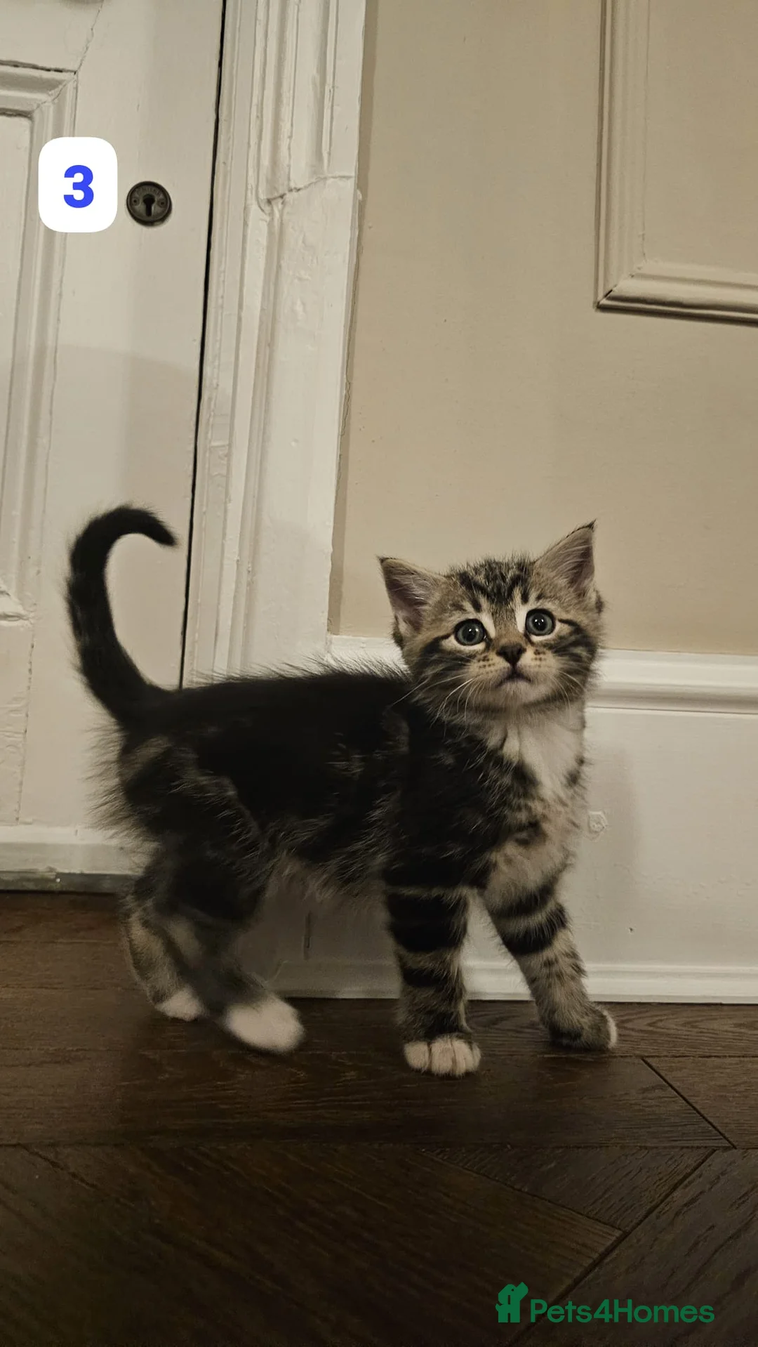 Maine Coon cats for sale: 7 Beautiful Maine Coon x Kittens - Advert 7