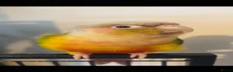 Conures birds for sale: Pineapple Conure - unsexed  - Advert 2