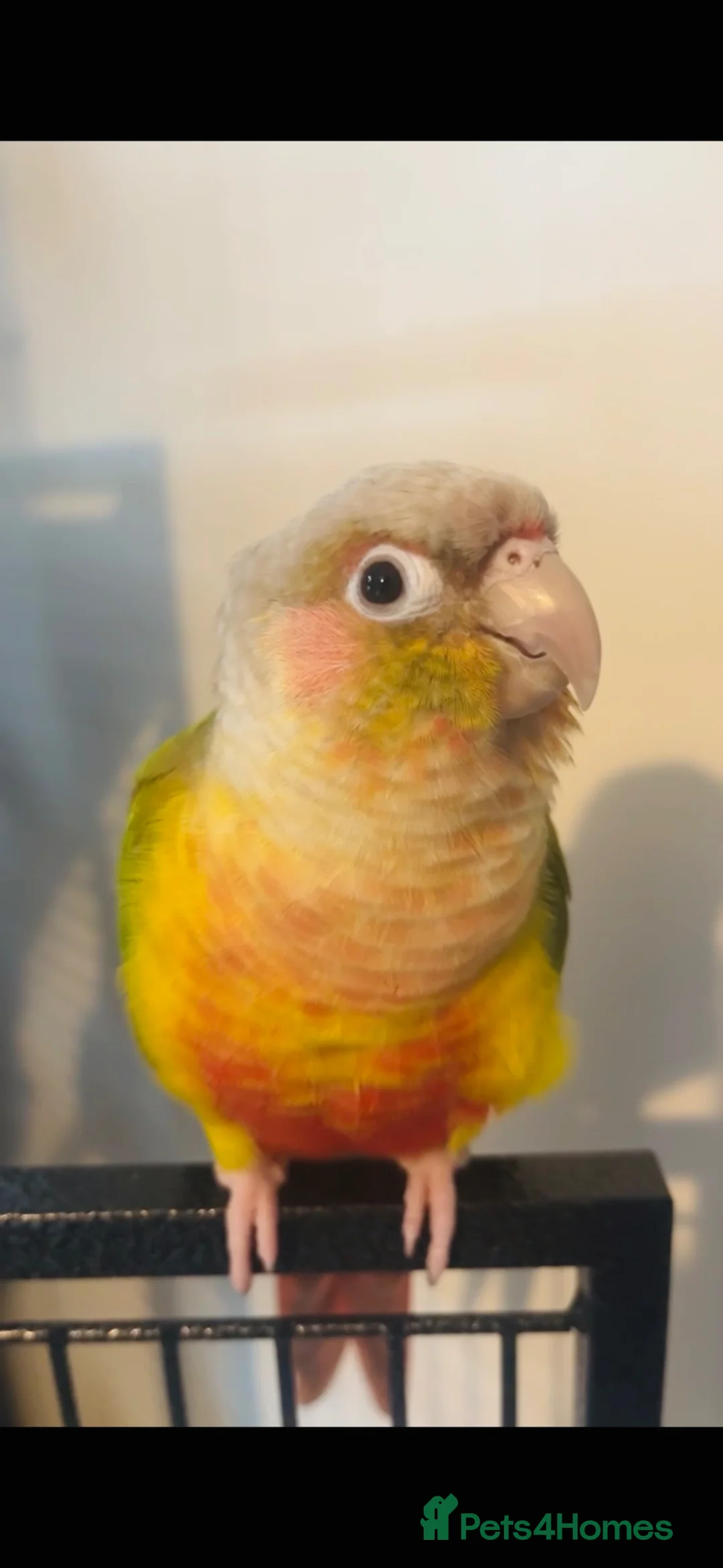 Conures birds for sale: Pineapple Conure - unsexed  - Advert 2