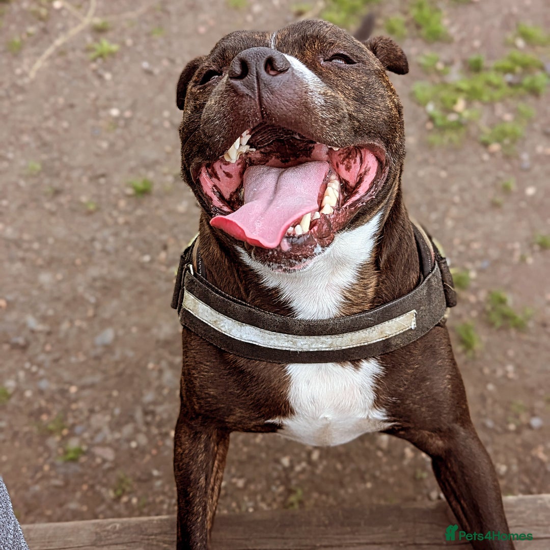 Staffordshire Bull Terrier dogs for sale: Male Staffy micro chipped ready for his new family - Image 5
