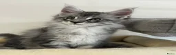 Maine Coon cats for sale:  Exceptional TICA Registered Maine Coon Kittens 🐾 - Advert 19