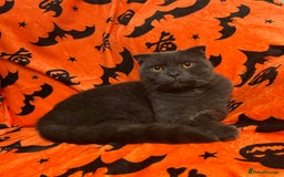 Scottish Fold cats for sale: British short hair and Scottish fold boys - Advert 1