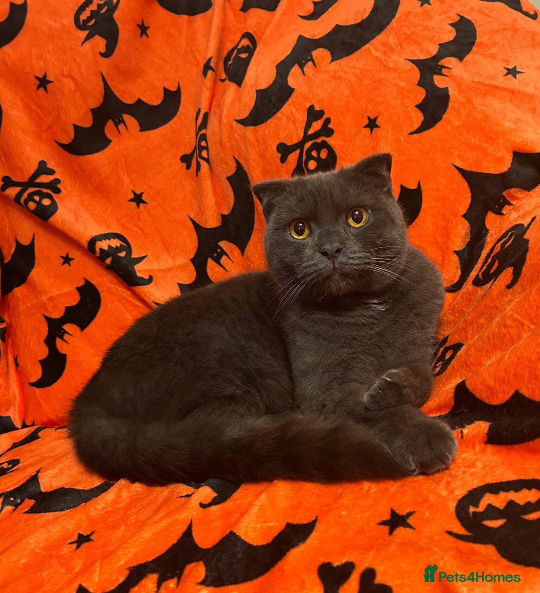 Scottish Fold cats for sale: British short hair and Scottish fold boys - Advert 1