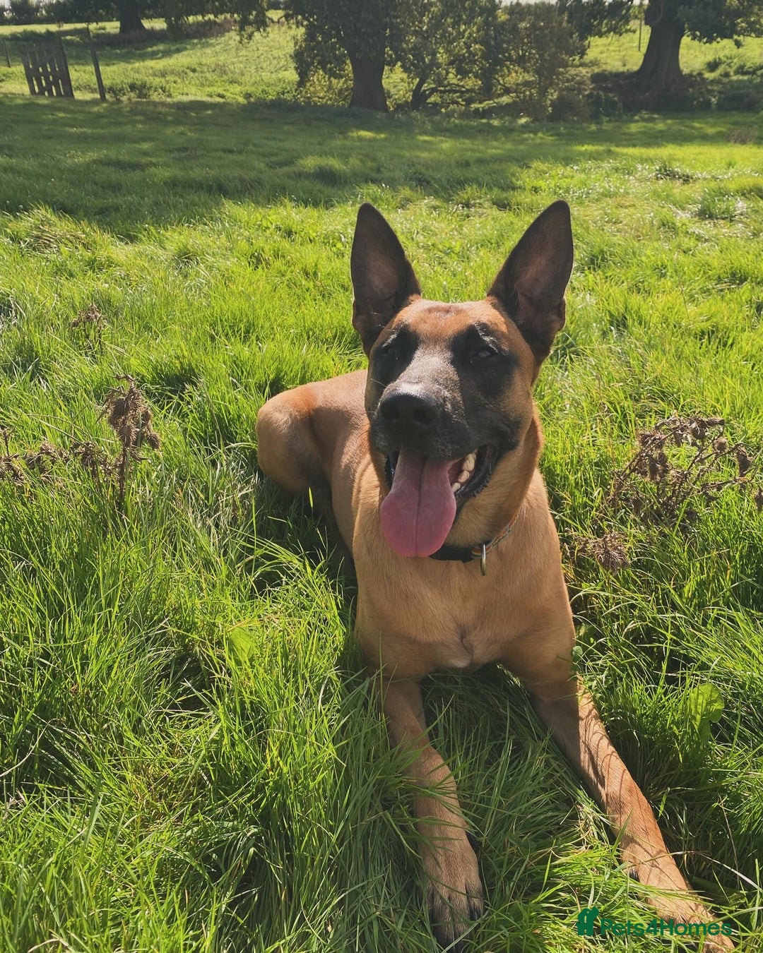 Belgian Shepherd Dog dogs for sale: Malinois Pups. Intentionally Bred as family dogs - Advert 25