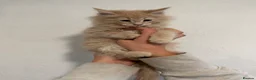 Maine Coon cats for sale: 4 beautiful and playful Maine Coon kittens - Advert 5