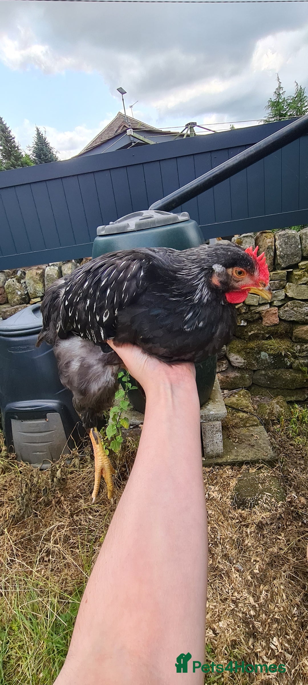 Chickens poultry for sale: 1 Male Double silver laced Barnevelder  - Image 2