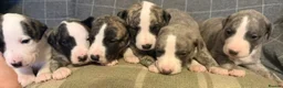 Whippet dogs for sale: KC registered brindle Whippets  in Ormskirk - Advert 5