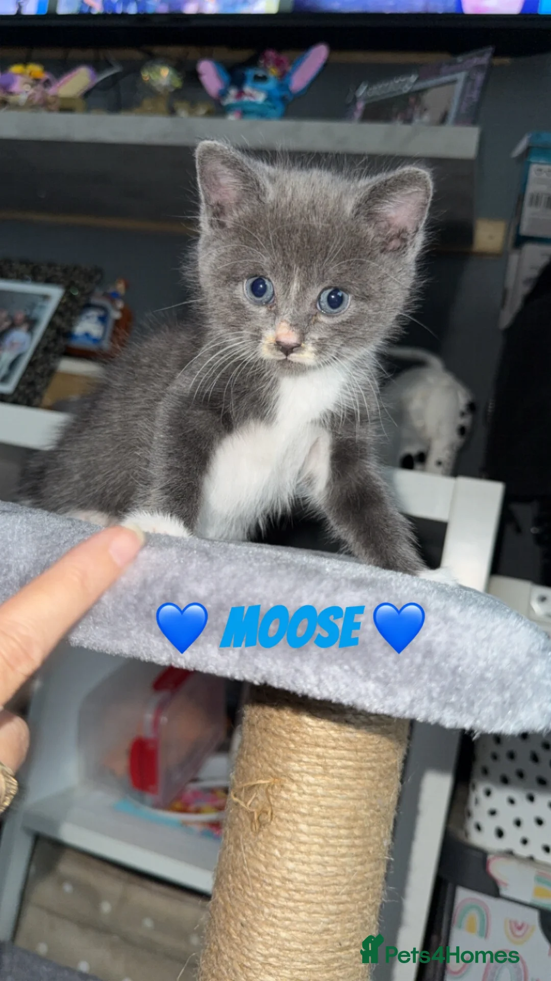 Domestic Shorthair cats for sale: Maple, Moose & Midget in Scunthorpe - Advert 2