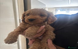 Cockapoo dogs for sale: F2 cockapoo pups  - Image 14