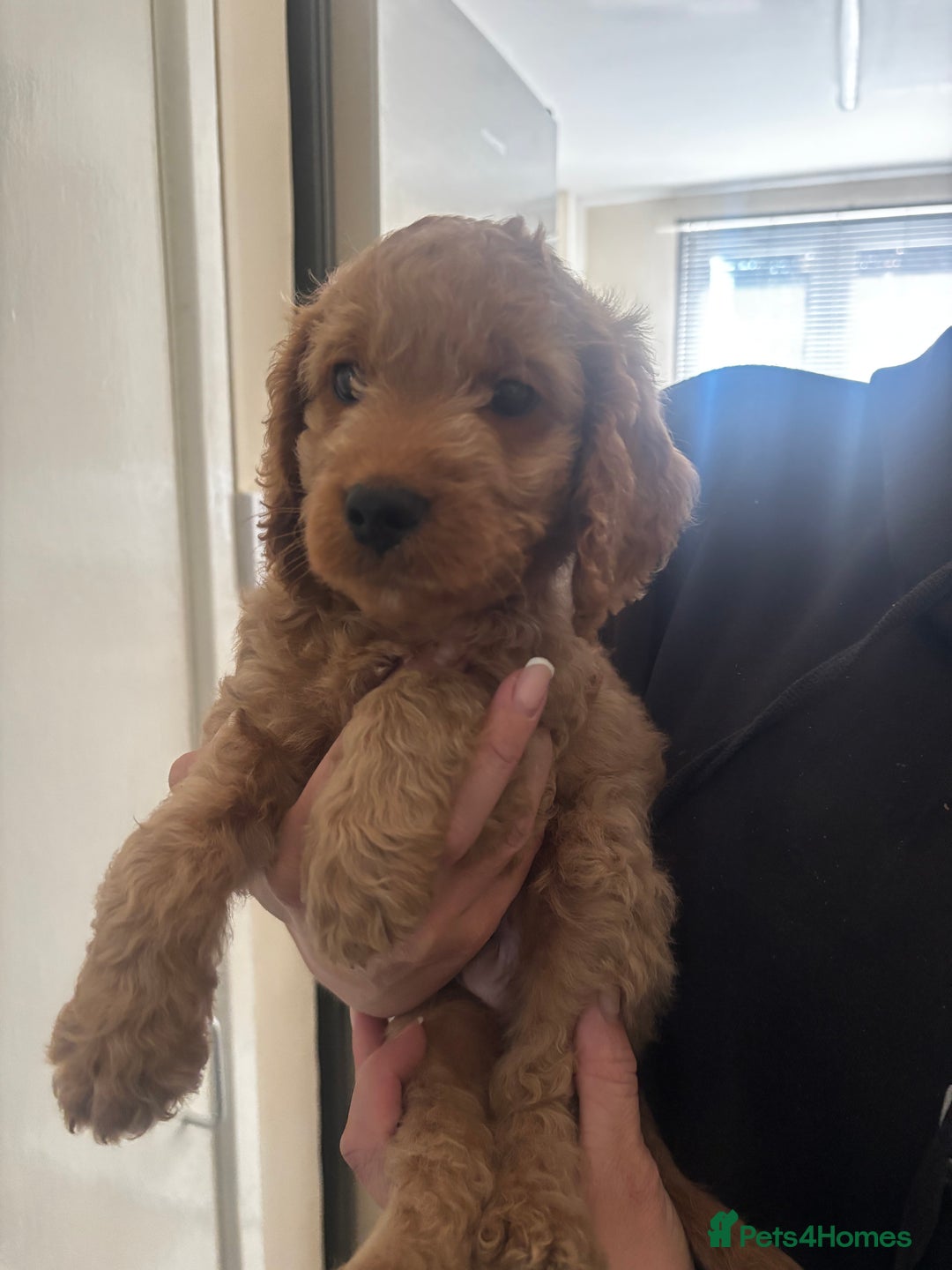 Cockapoo dogs for sale: F2 cockapoo pups  - Image 14
