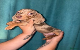 Miniature Dachshund dogs for sale: Stunning miniature dachshunds - Image 2