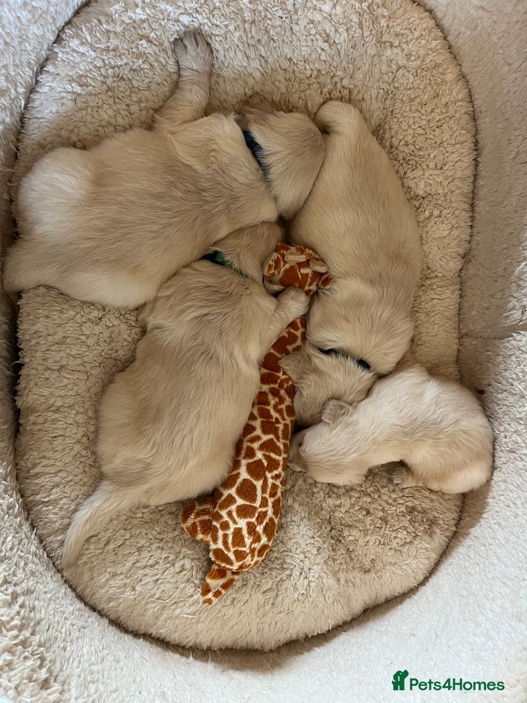 Golden Retriever dogs for sale: KC registered Golden Retriever puppies  - Advert 17