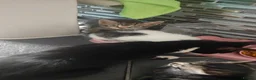 Mixed Breed cats for sale: Six beautiful kittens - Advert 24