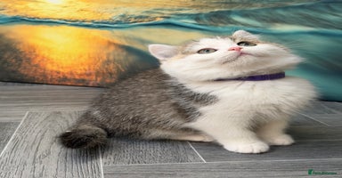 British Shorthair cats BSH tri- colour golden/blue/white kittens TICA - Advert 10