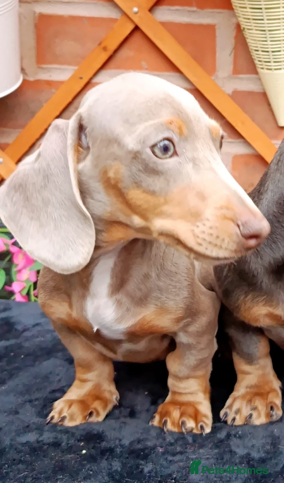 Miniature Dachshund dogs GORGEOUS LITTLE MAN READ ADVERT PLEASE - Advert 2