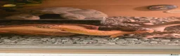Leopard Gecko reptiles for sale: Female morph leaopard gecko and set up in Mountain Ash - Advert 2