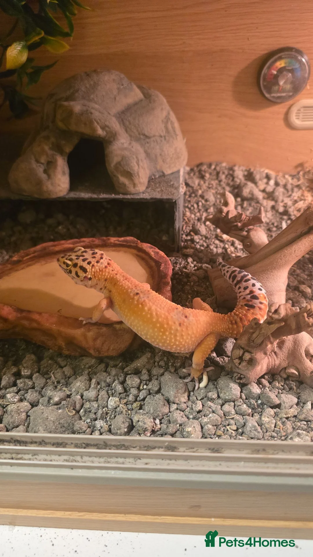 Leopard Gecko reptiles for sale: Female morph leaopard gecko and set up in Mountain Ash - Advert 2
