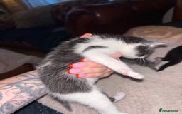 Mixed Breed cats for sale: 2 beautiful kittens left  - Image 8