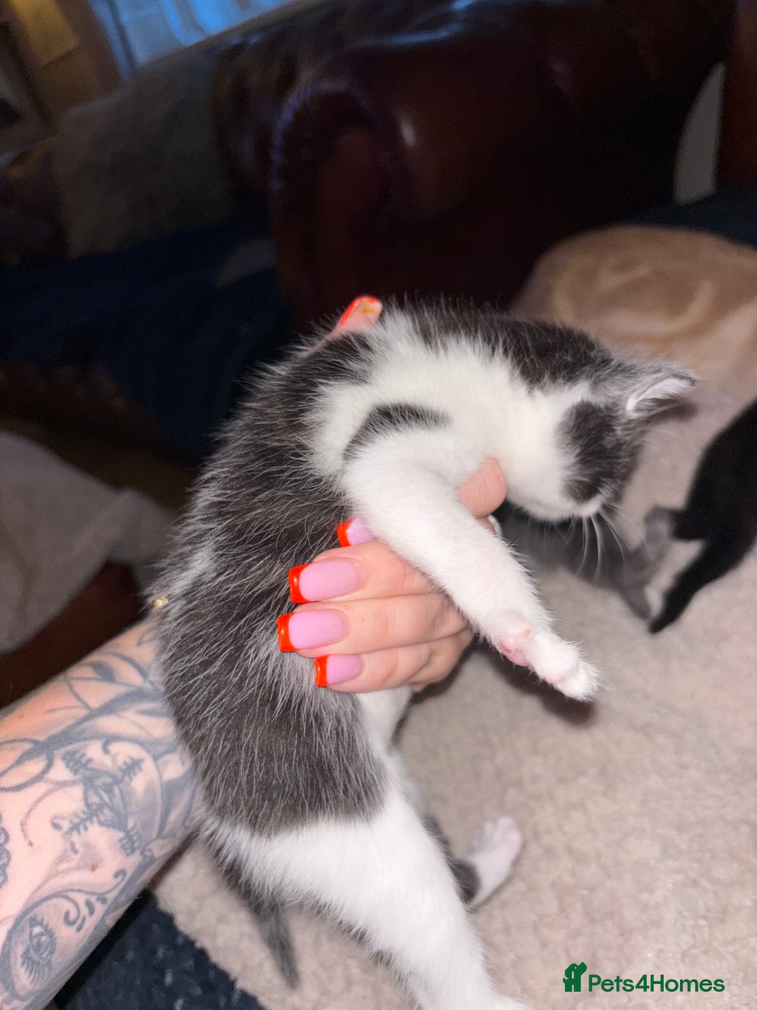 Mixed Breed cats for sale: 2 beautiful kittens left  - Image 8