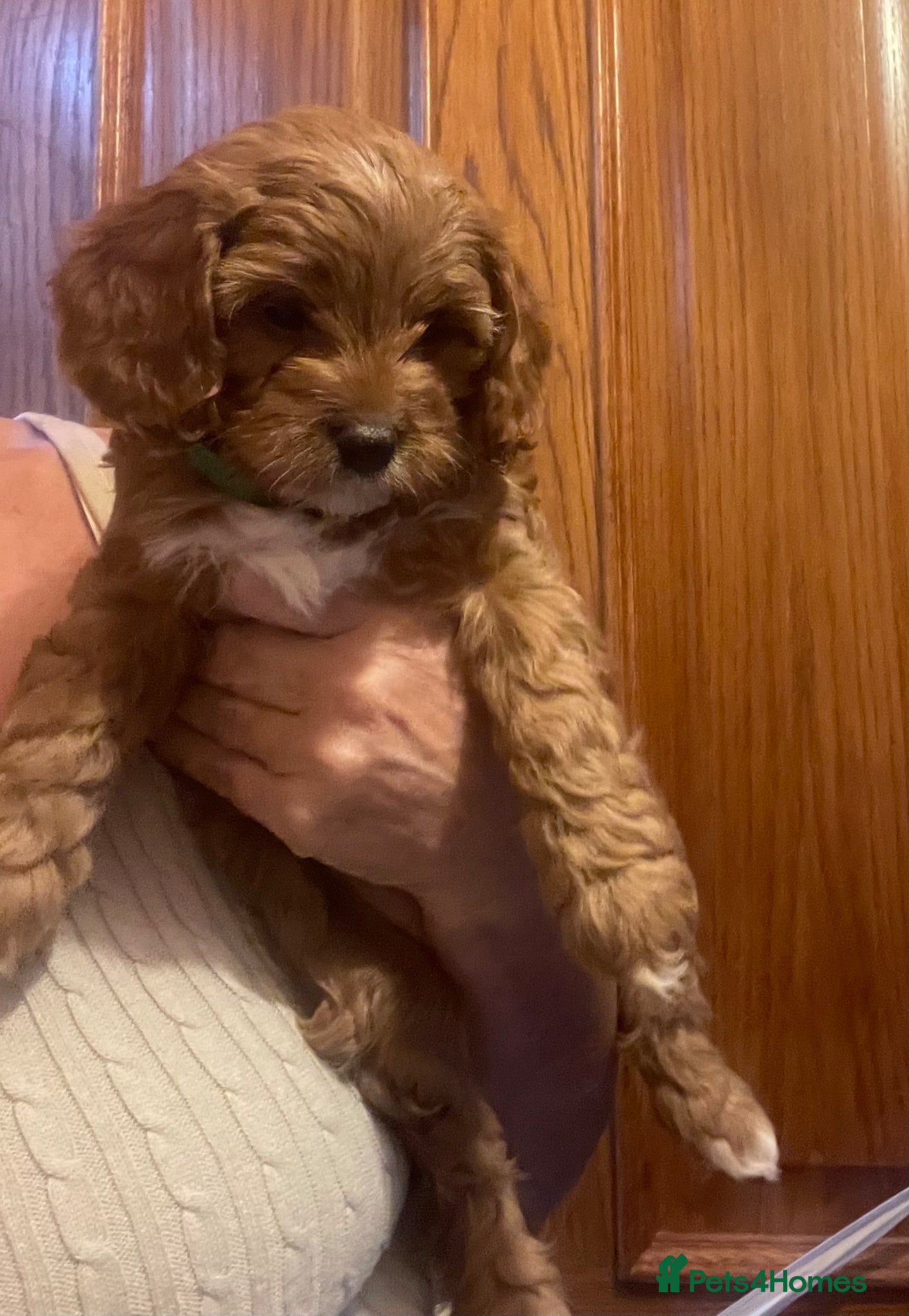 Cavapoo dogs Cavapoooo f1  - Advert 2