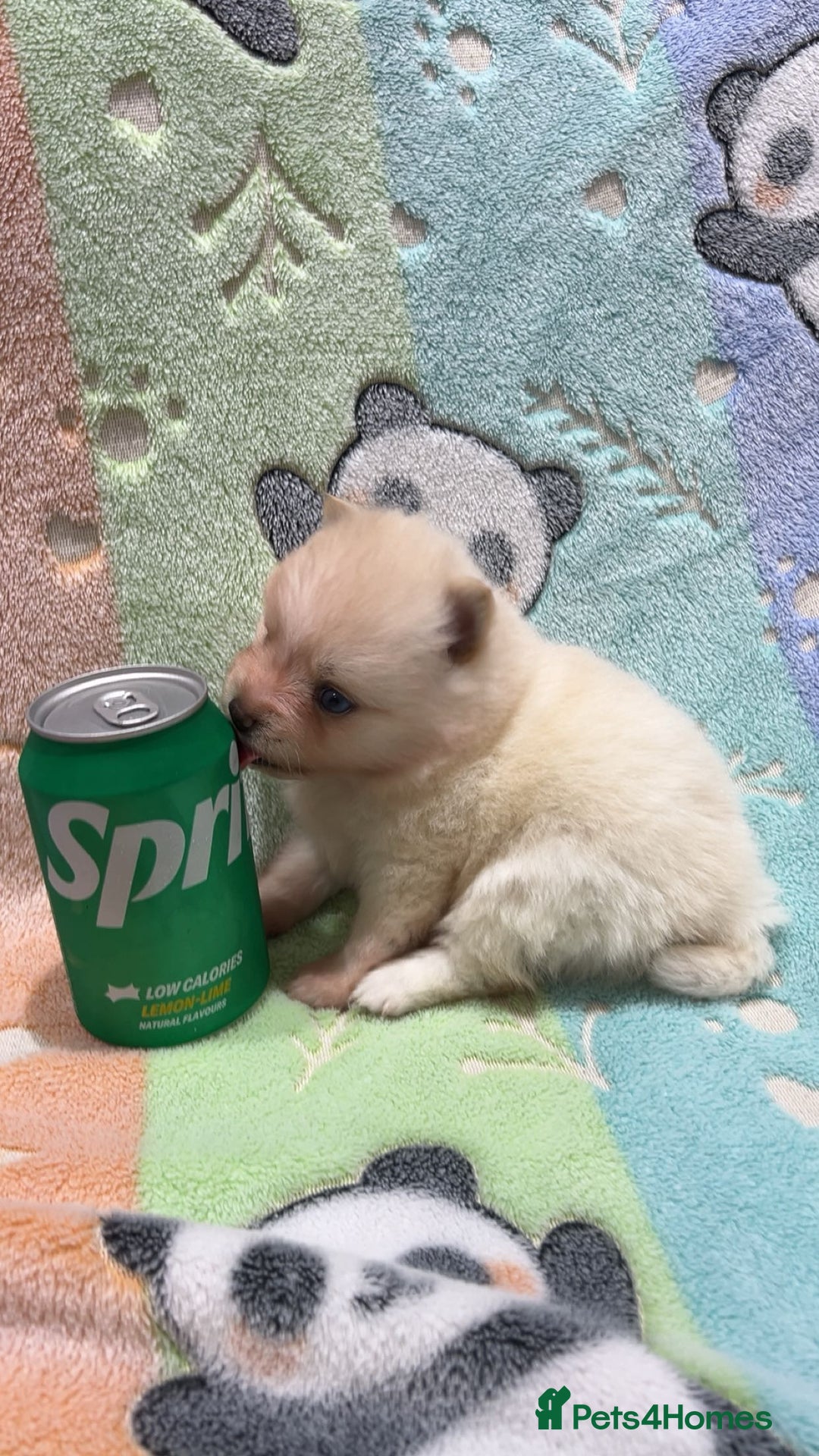 Pomsky dogs for sale: F4 Toy Pomsky Puppies - Advert 18