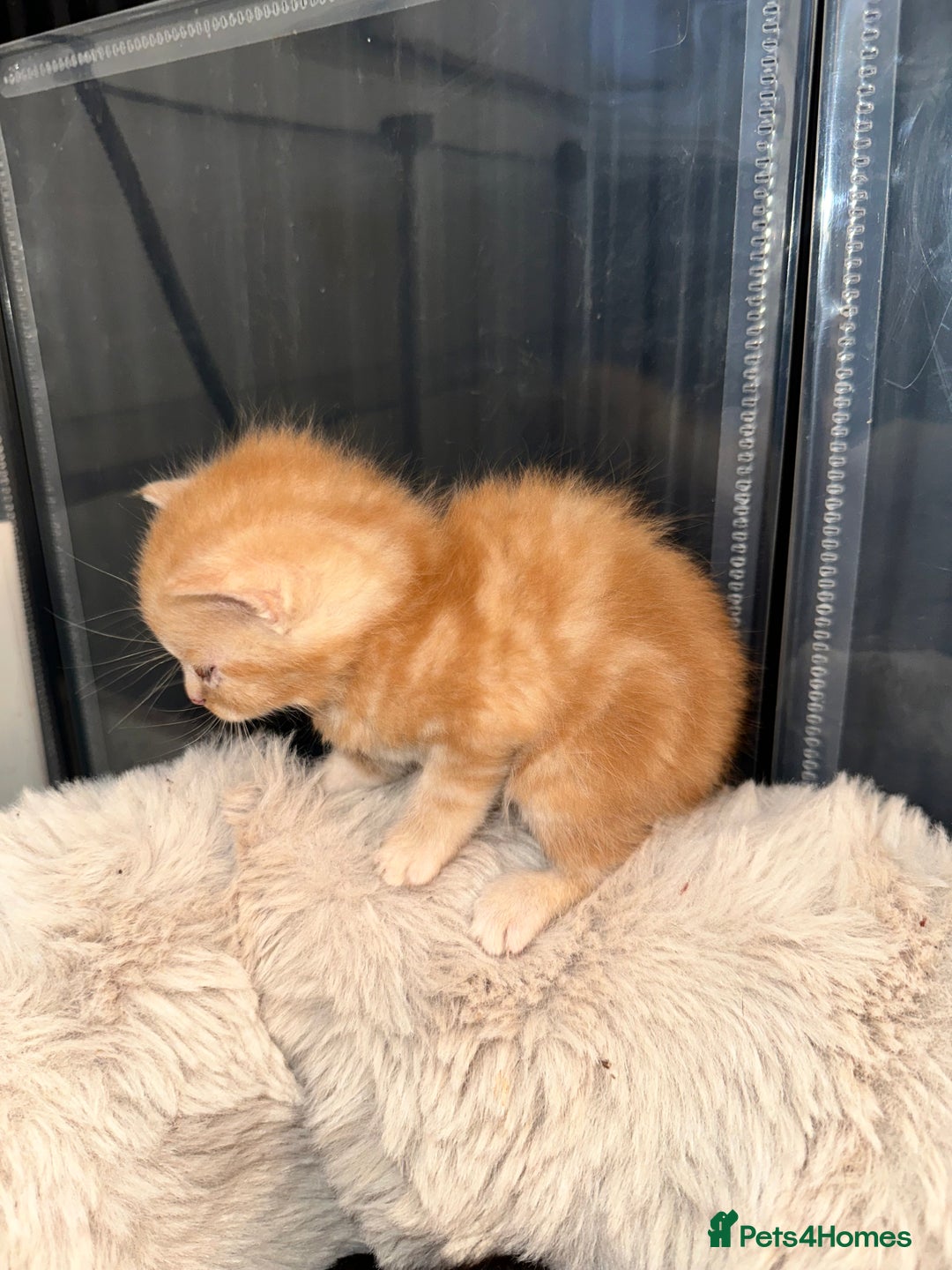 Maine Coon cats for sale: 5 MAINE COON X BABIES FOR SALE  - Advert 15