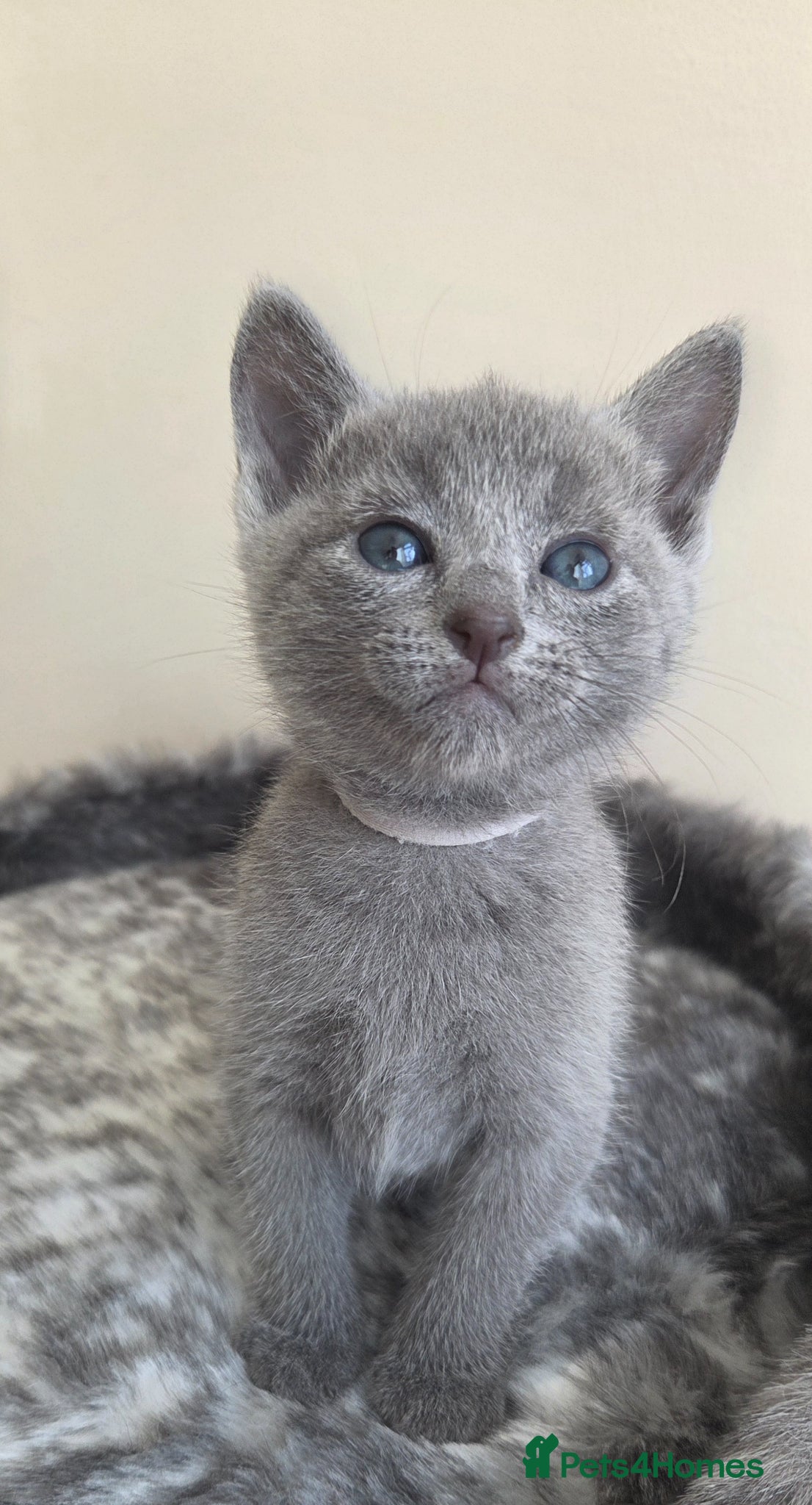 Russian Blue cats Stunning Russian Blue Boy - Tica registered  - Advert 2
