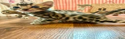 Bengal cats for sale: Beautiful Bengal Kittens for sale - Advert 2