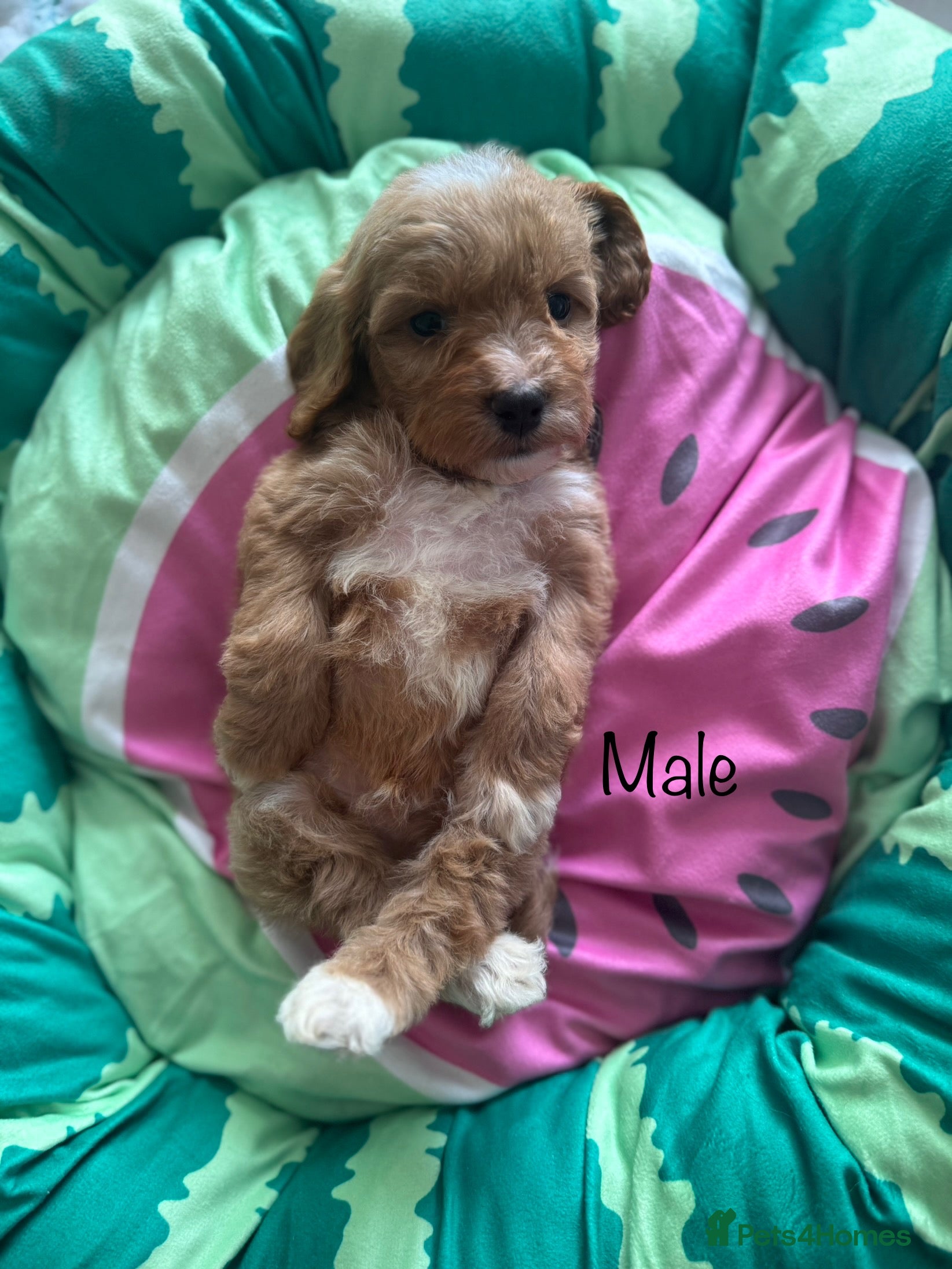 Cavapoo dogs Beautiful health tested cavapoo vet checked ready  - Advert 7