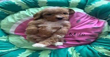 Cavapoo dogs - Advert 4
