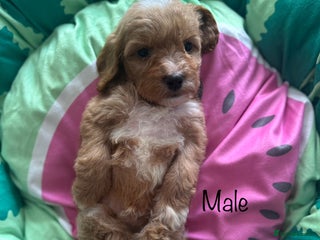 Cavapoo dogs Beautiful health tested cavapoo vet checked ready - Advert 6