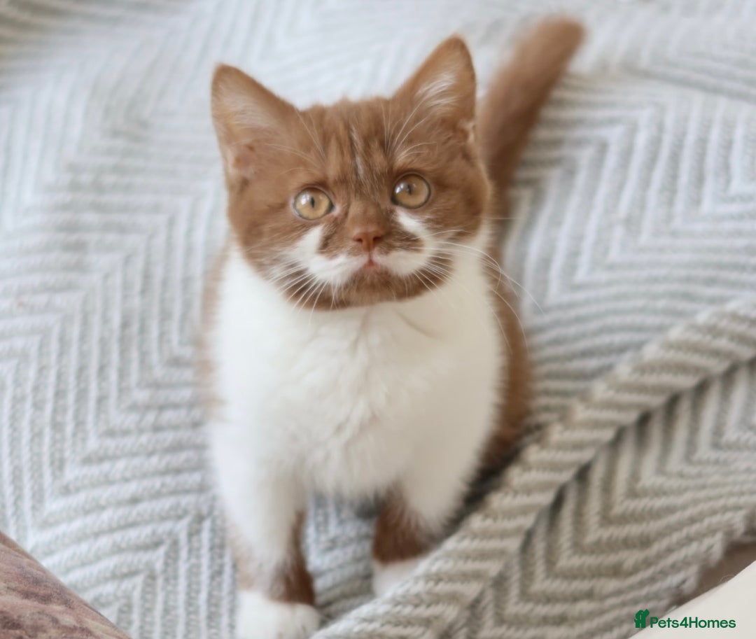 British Shorthair cats for sale: British Shorthair Kittens - Reg & Licensed - Image 2