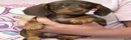 Dachshund dogs for sale: True miniature dachshund boys ready now  - Advert 12