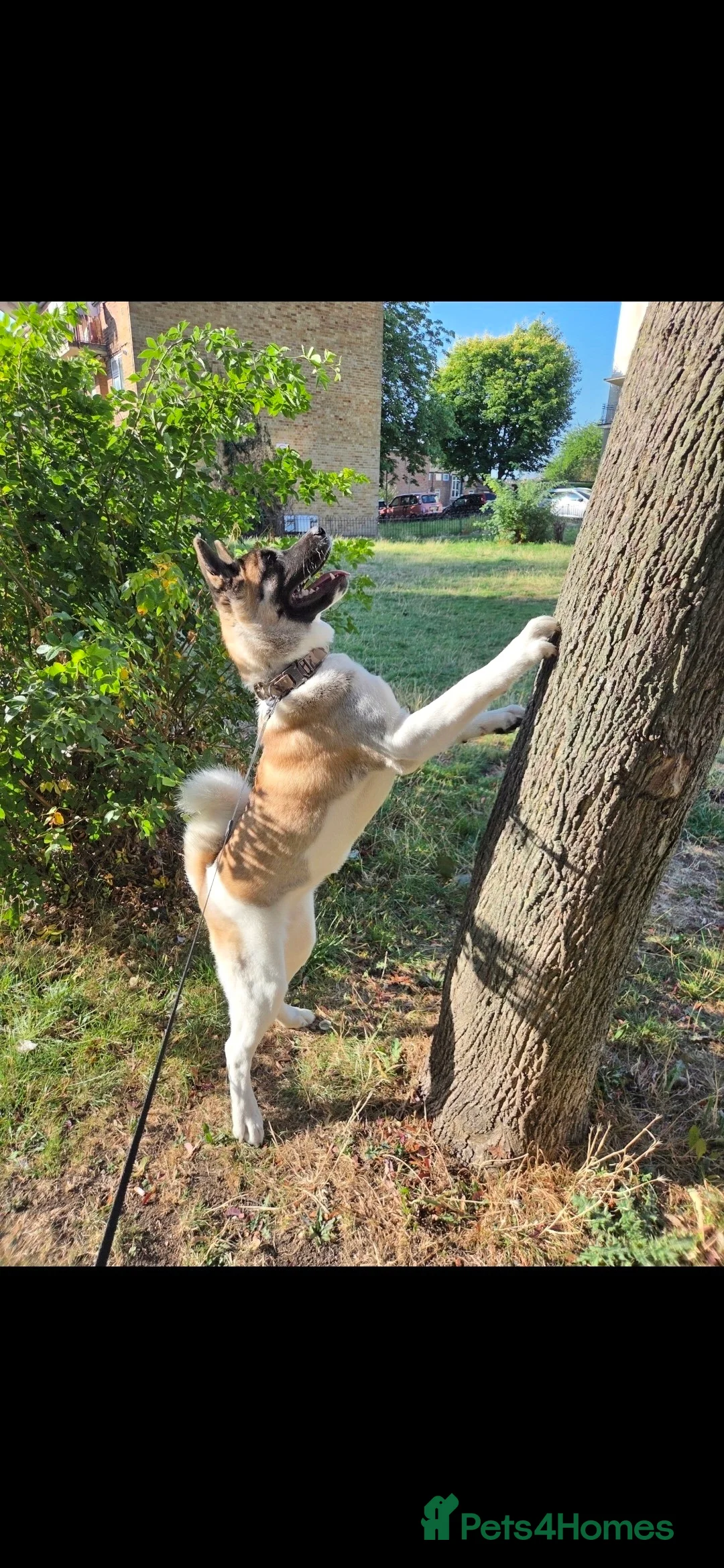 Akita dogs for sale: American Akita  in London - Advert 1