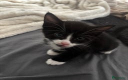 British Shorthair cats for sale: X4 male British shorthair X kittens - Image 4