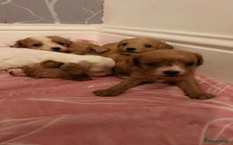 Cavapoo dogs for sale: F1 cavapoo puppies  - Image 7