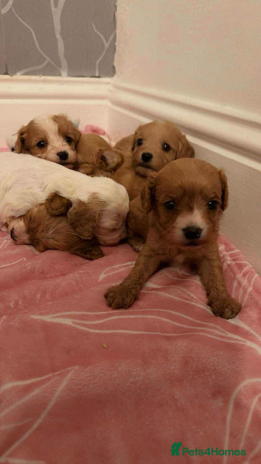 Cavapoo dogs for sale: F1 cavapoo puppies  - Image 7